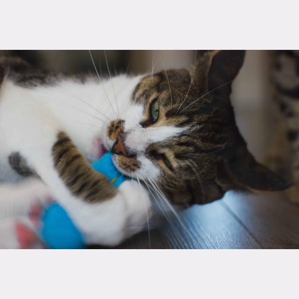 kat kauwt op knuffel met kattenkruid