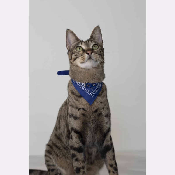 Kat met blauwe bandana halsband