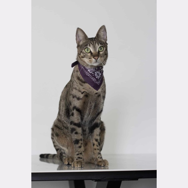 Kat met paarse bandana halsband