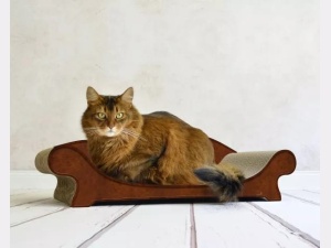 Cat-On Le Canapé Plus Bruin Antiek